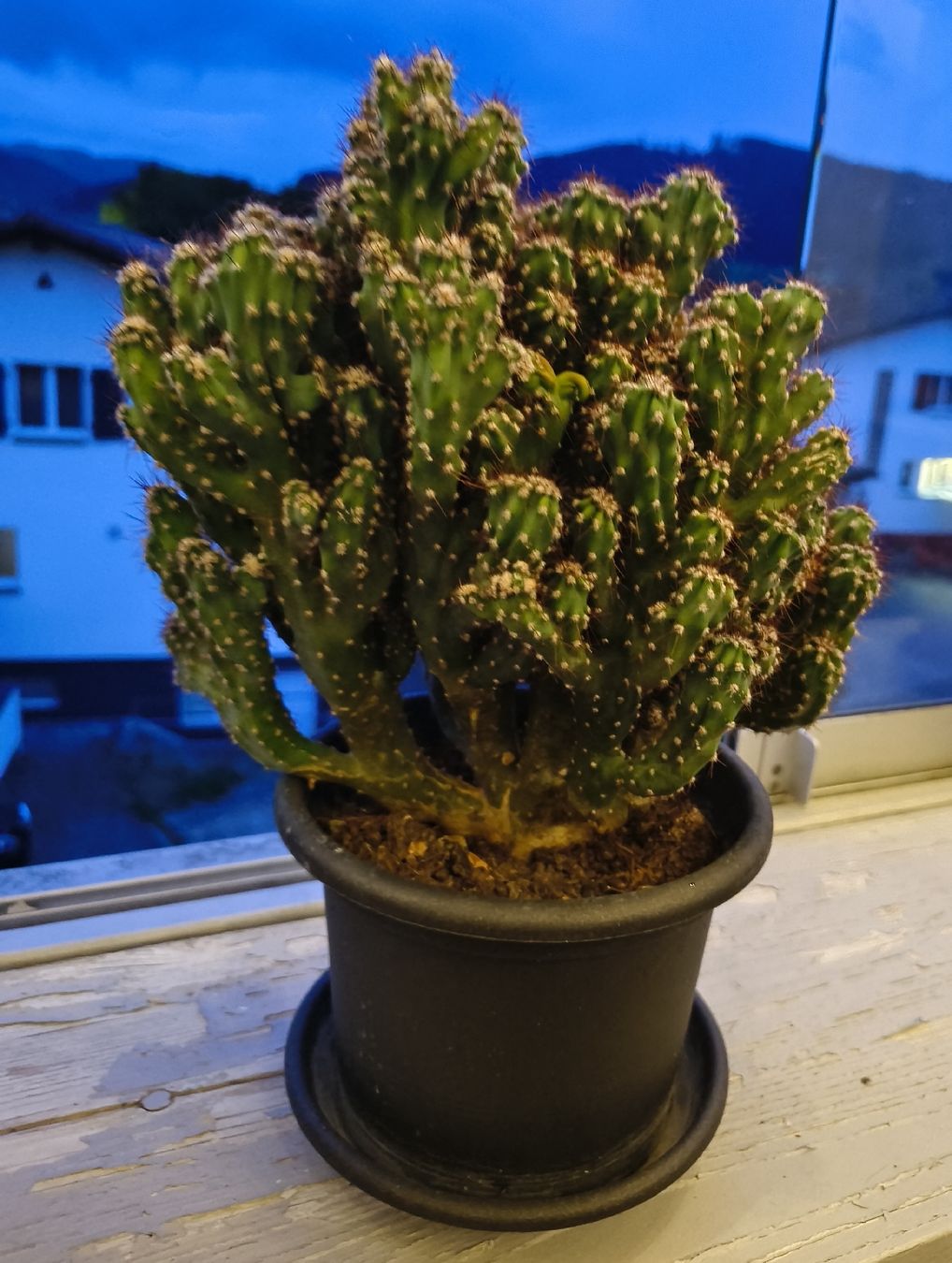 Plantes & graines: Kaktus im 15cm Topf – D'occasion à Konolfingen par S1000RR-Karin 2