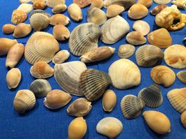 Lot div. Muscheln zum Basteln oder Deko-Zwecken, ca. 240 Gr.