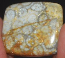 Cabochon L-1932 – Fossil Koralle – 25x22mm