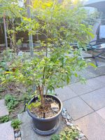 Zitronenbaum