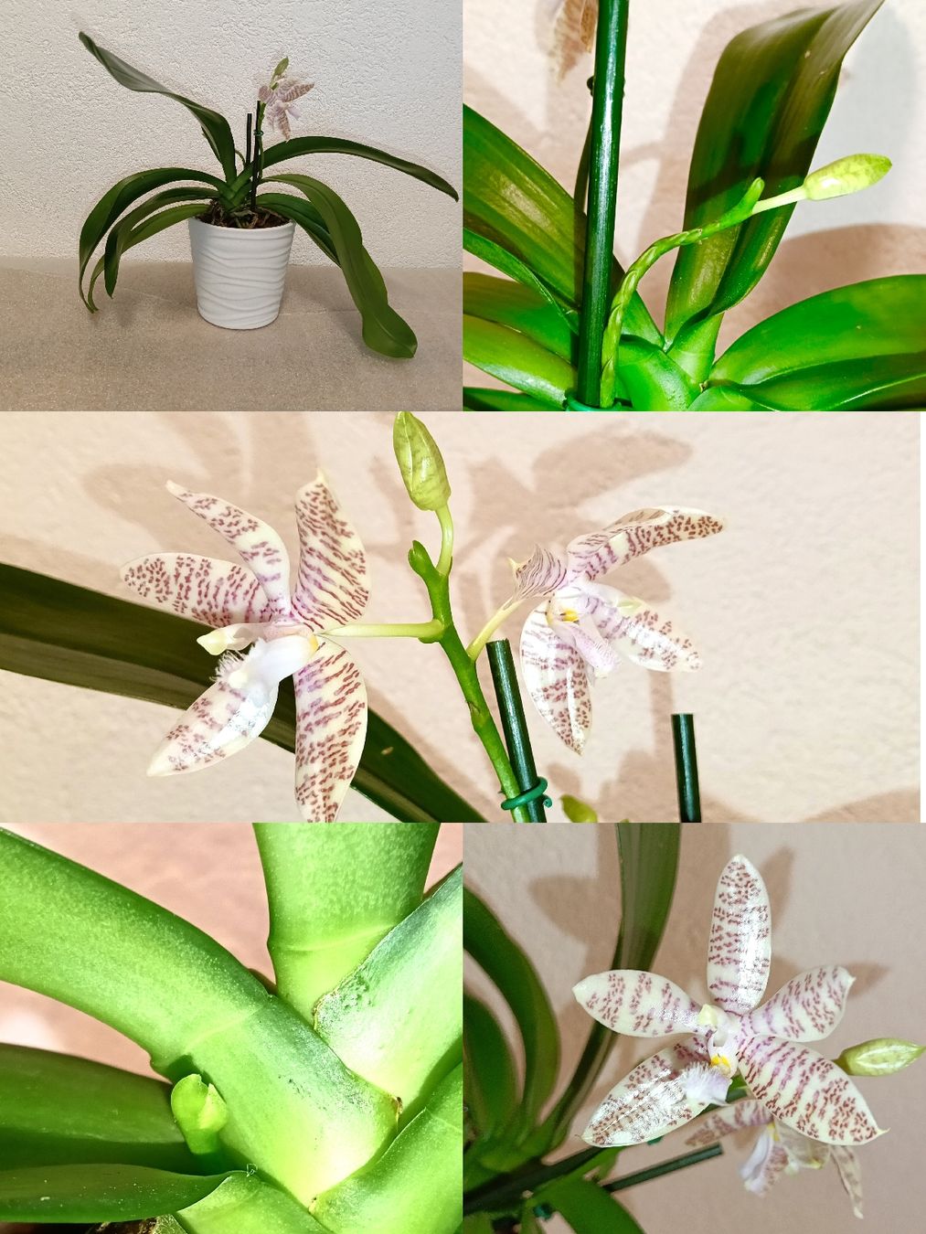 Piante & sementi: Phalaenopsis Hieroglyphica – Nuovo (secondo la descrizione) da schöftland venduto da UniquePlants