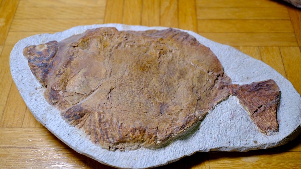 Fossili: Fossil - Pycnodonte – Usato da Biel/Bienne venduto da nimmes