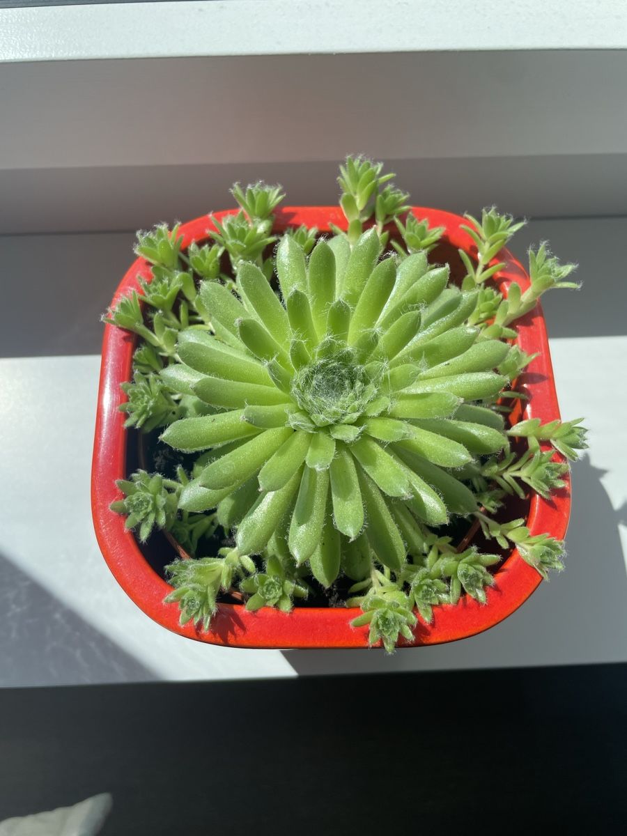 Piante & sementi: Sempervivum (Hens & Chicks) succulent in nice ceramic pot – Usato da Uster venduto da momogarden 2