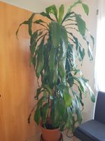 Grosse, gepflegte Zimmerpflanze für Ihr Zuhause / Yucca