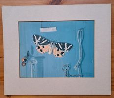 Max Heuberger, Basel, Schmetterling: Römerzahl
