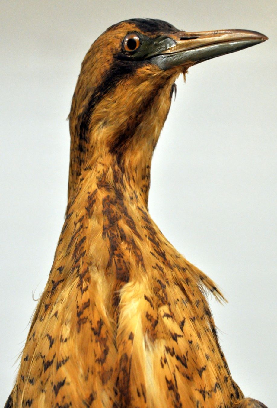 Welt der Tiere: Héron naturalisé – Gebraucht aus Neuchâtel von Neuchatel 6