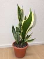 Sansevieria Pflanze Golden Flame Plant w/ Ceramic Pot 58 cm