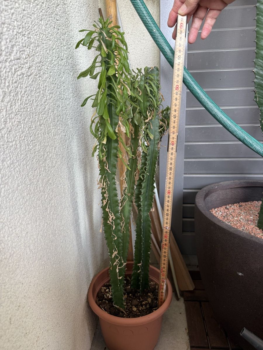 Plantes & graines: Euphorbia  – D'occasion à Rorbas par SimS0n