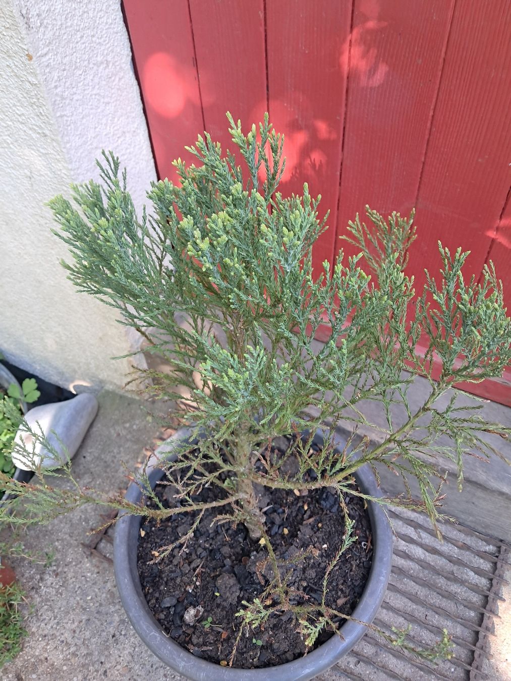 Piante & sementi: Mammutbaum (Sequoiadendron giganteum) – Usato da Lütisburg venduto da anou00 5