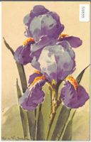 Catherina Klein - Iris