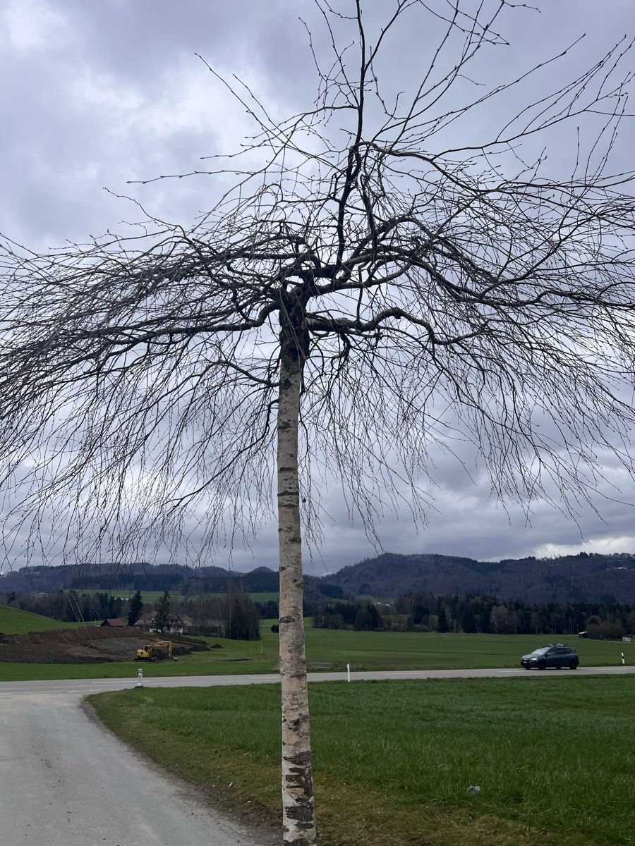 Piante & sementi: Hänge Birke in Schirmform – Usato da Stallikon venduto da Boeschmar 2