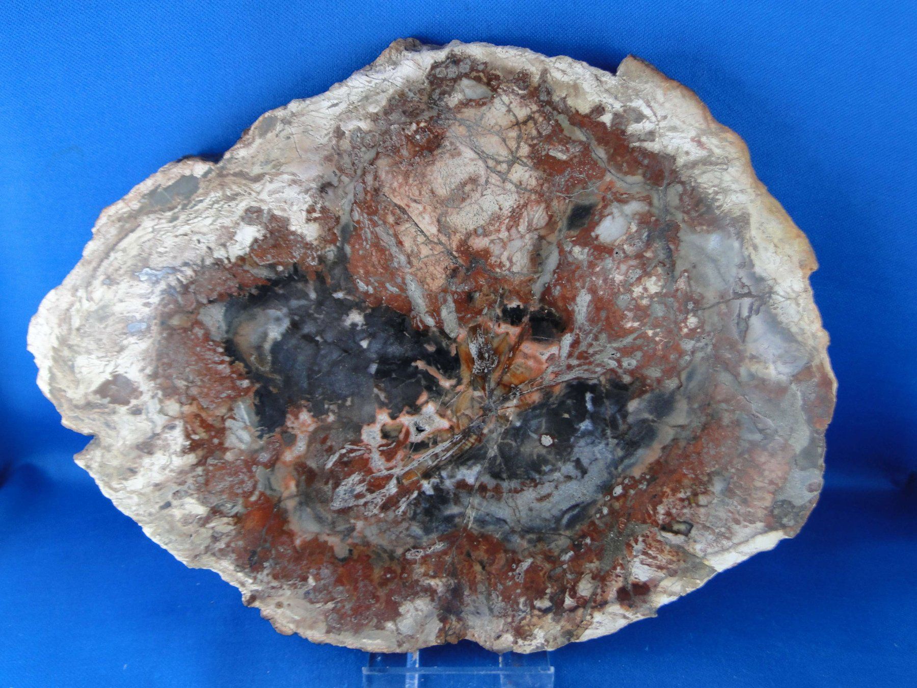Fossili: Versteinertes Holz – Usato da Schinznach Bad venduto da Demerald 5