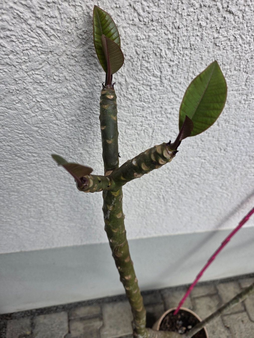 Pflanzen & Samen: Plumeria rubra "Cardinal" / Frangipani / Tempelblume – Neu (gemäss Beschreibung) aus Thalheim von silvara01 5