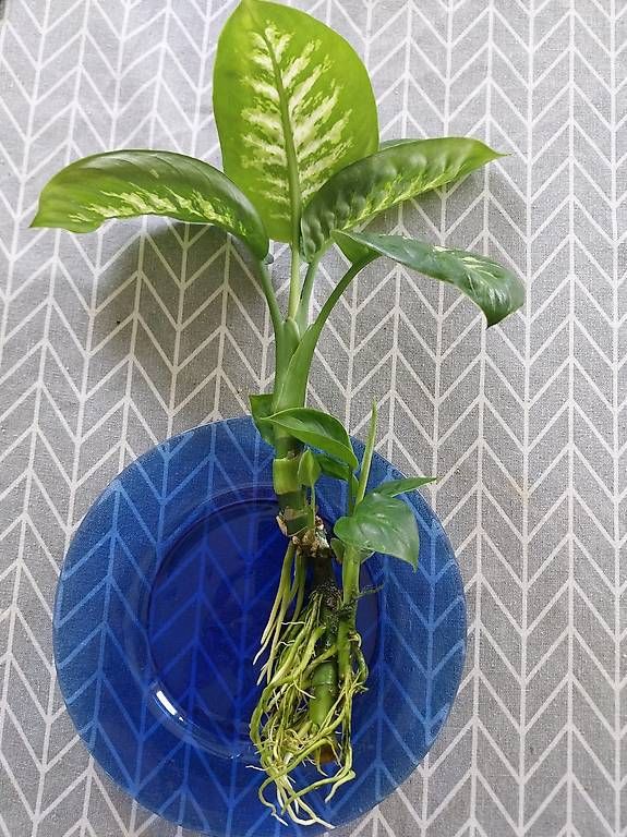 Pflanzen & Samen: dieffenbachia seguine – Gebraucht aus Schwaderloch von bademeister79