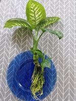 dieffenbachia seguine