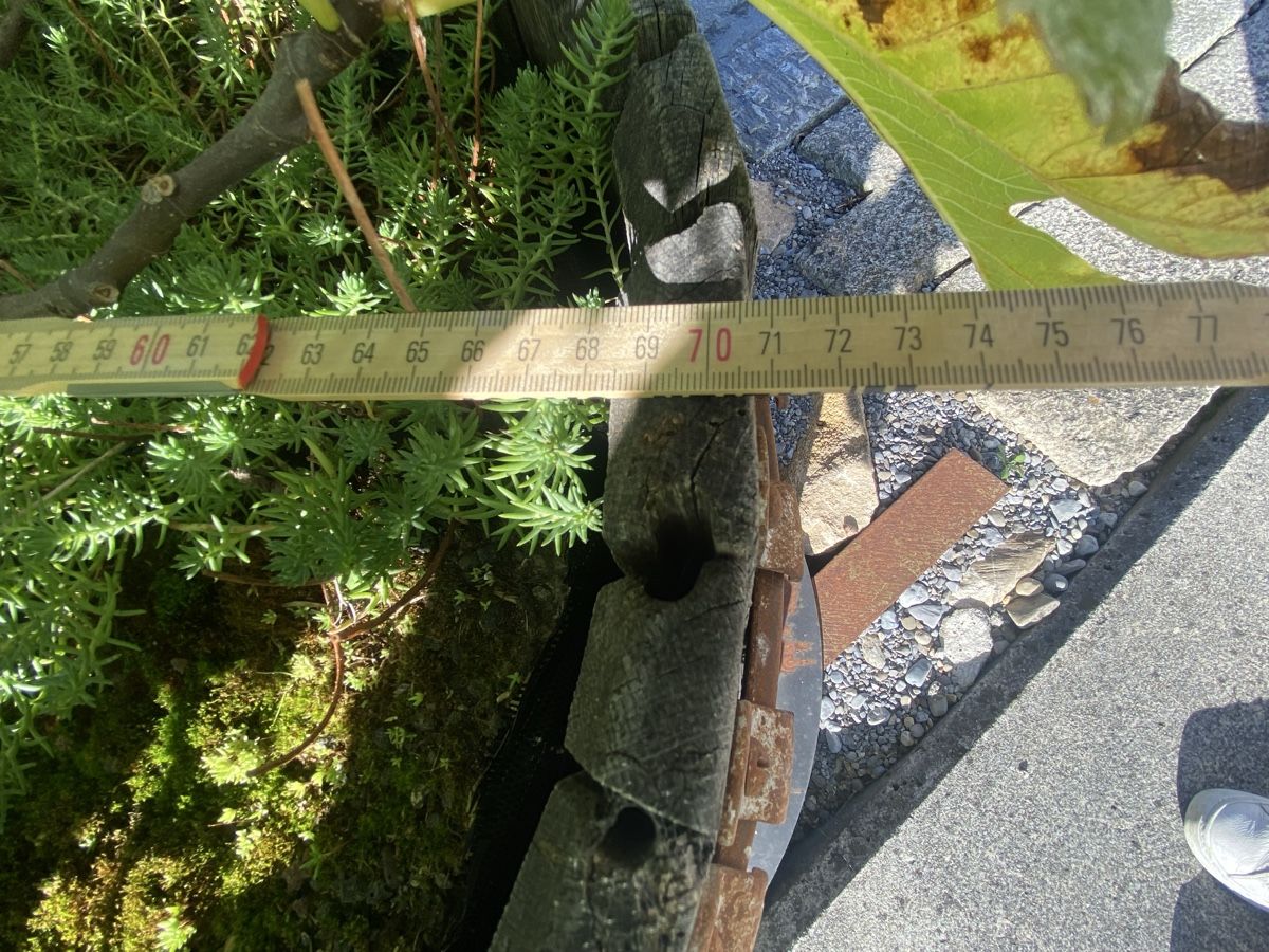 Plantes & graines: Feigenbaum mit antikem Teil einer Mosti – D'occasion à Buochs par H16 6