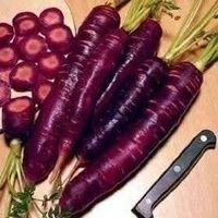 Carotte Dragon Violet Pourpre RARE! 100g