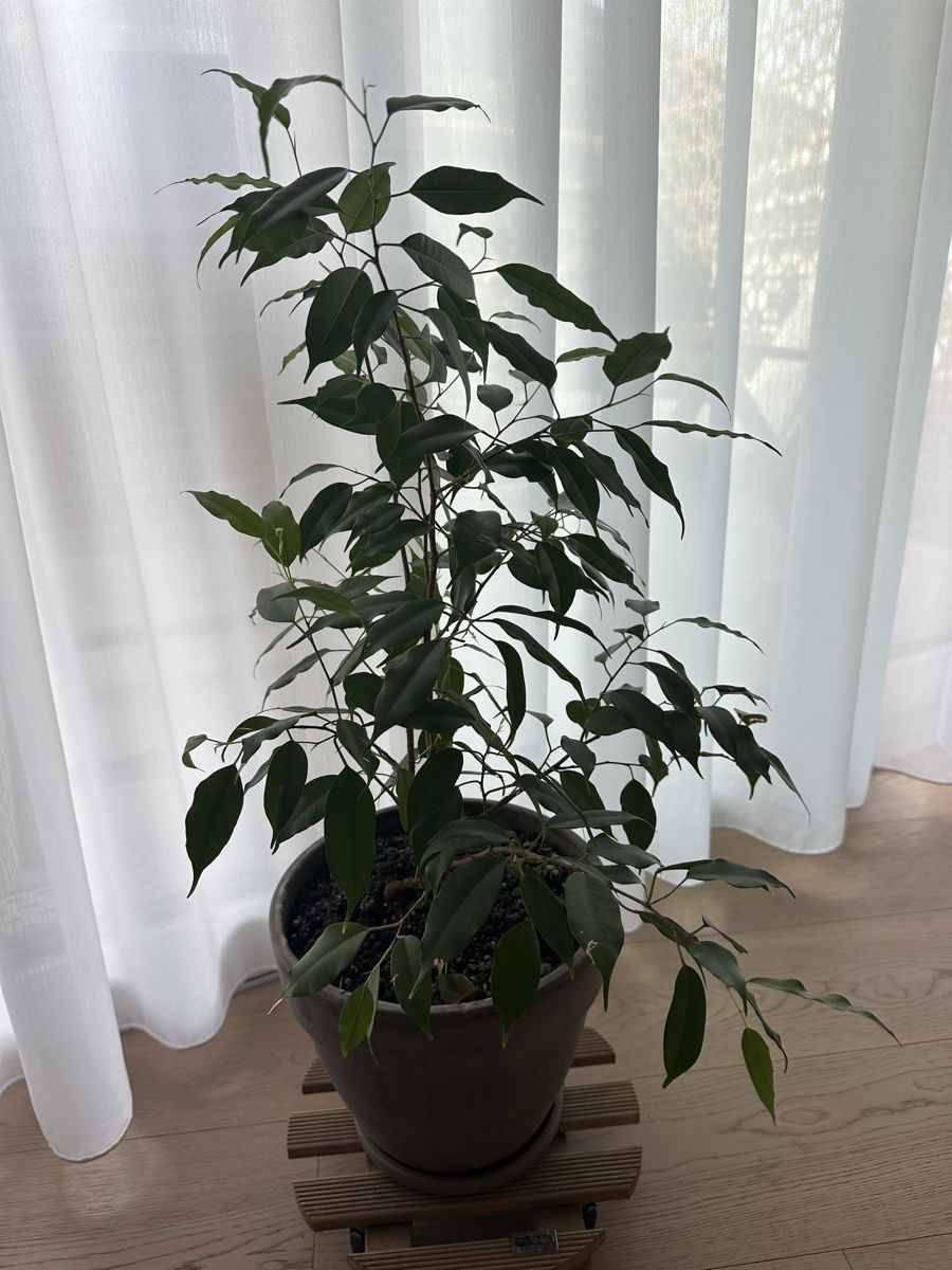 Piante & sementi: Ficus benjamina in Topf – Usato da Chur venduto da sar_l5cn 2