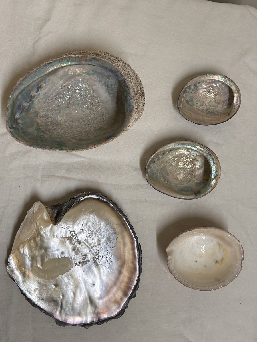 Fossili: Lot ormeaux et coquillages  – Usato da Lausanne venduto da Plein-de-styles