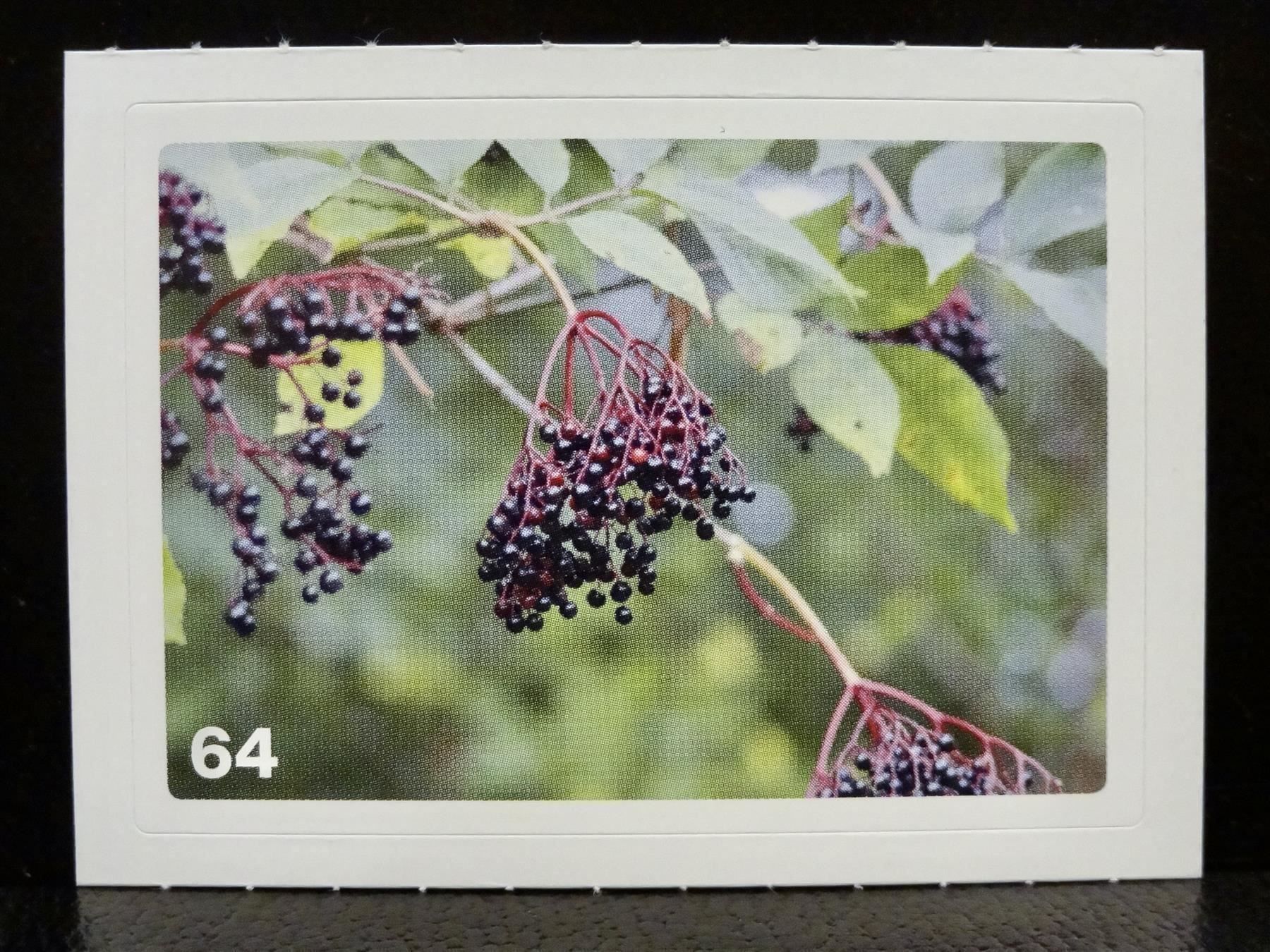 Migros Carte collezionabili: MIGROS MANIA Nature Detectives Nr. 64 – Usato da Kerzers venduto da zimmergruen
