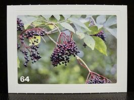 MIGROS MANIA Nature Detectives Nr. 64