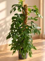 🌿 Schöne Monstera-/Rhaphidophora-Ableger 🌿  