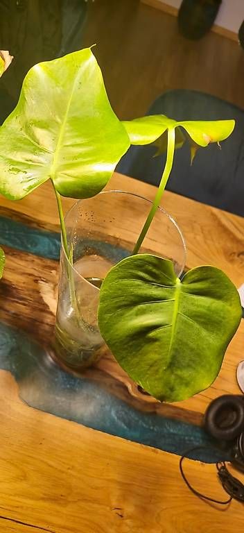 Piante & sementi: 1 Albino Monstera, 2 Normale – Usato da Zürich venduto da ale_xxz7 3