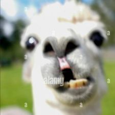 Profile image of stella3589