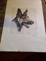 Kupferradierung Schäferhund mit Signatur