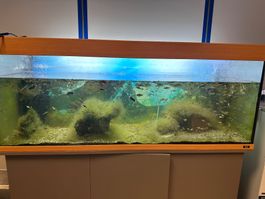 Aquarium inkl Fische inkl Möbel Mollis& Guppies
