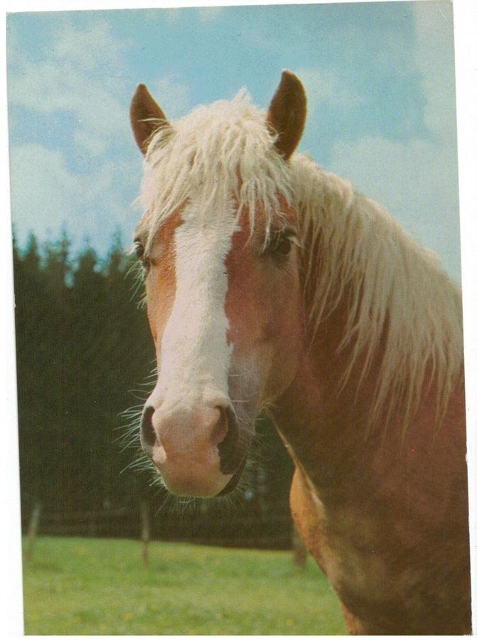 Cartoline postali: Pferd, geschätzt 1970 – Usato da Frauenfeld venduto da POML