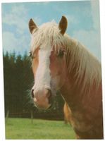 Pferd, geschätzt 1970