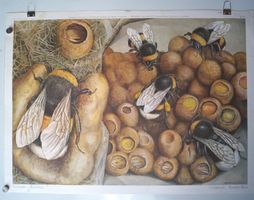 Schulwandkarte Schulwandbild Hummeln - Original! Top! @dus