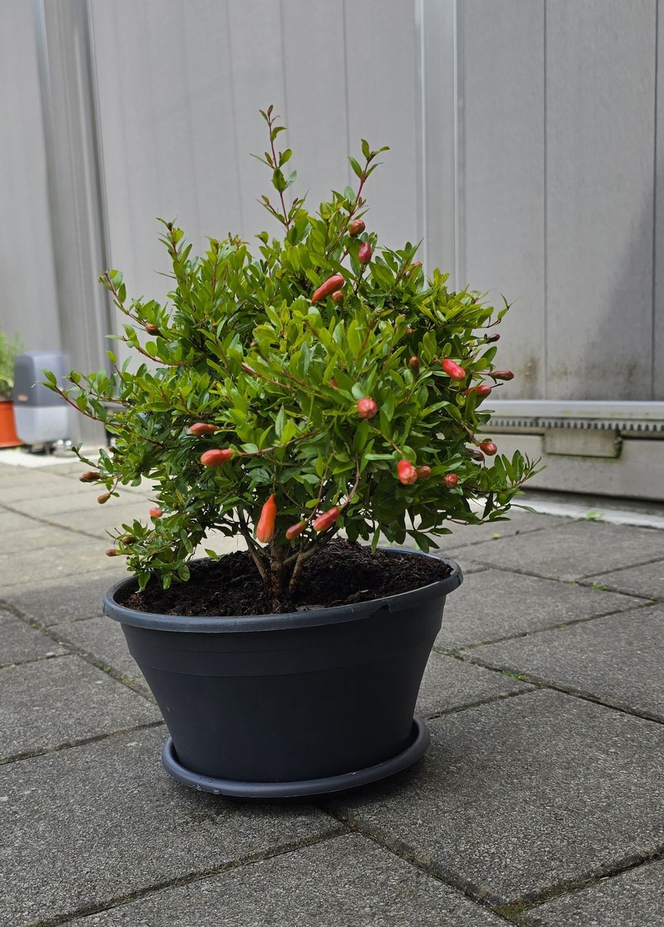 Piante & sementi: Blühende Granatapfel Bonsai Stil – Nuovo (secondo la descrizione) da Aarburg venduto da popkorn65 4