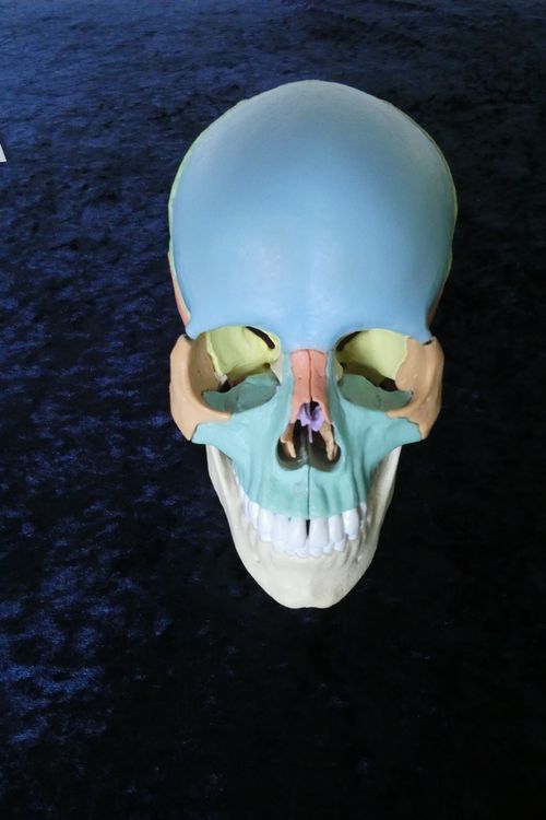 Anatomie Schädel Modell 9,5cm - Lehrmodell Für Unterricht & Dekoration