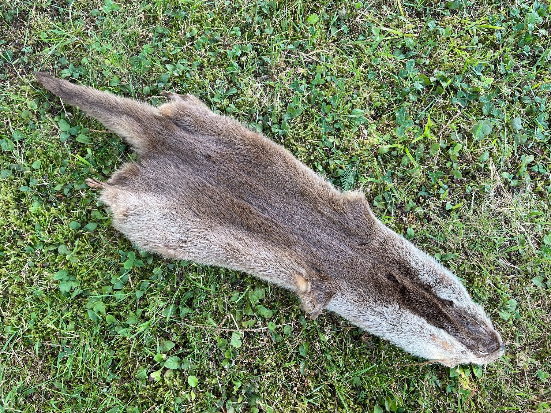 Il mondo degli animali: wunderschönes Fischotterfell – Usato da Feldbach venduto da Olive1