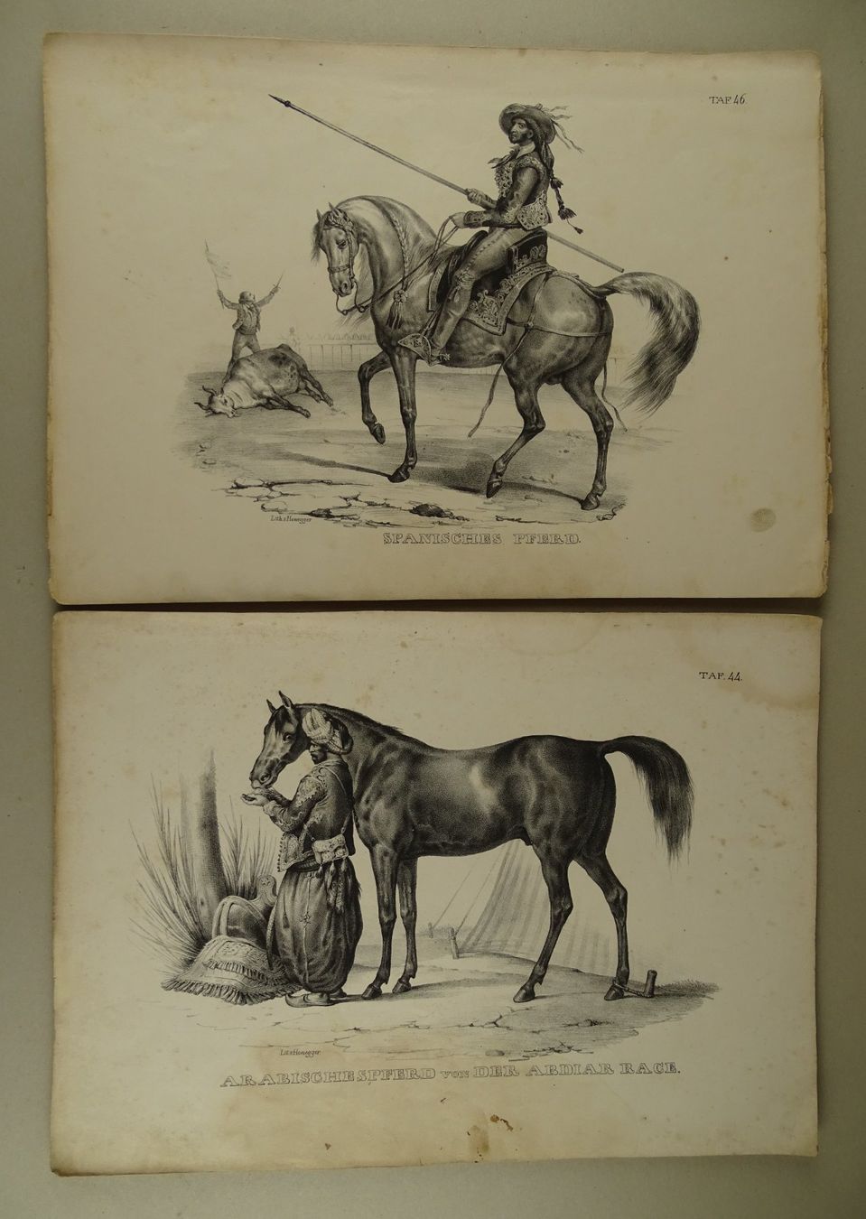 Incisioni: PFERDE, 12 LITHOGRAPHIEN 1840 – Usato da Grüningen venduto da Kartensammler 4