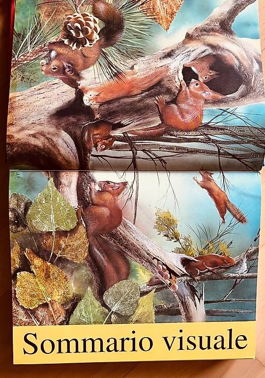 Bücher: Prima Enciclopedia Illustrata Animali – Gebraucht aus Bottmingen von bsp_t6m8 3