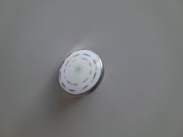 ring schnecke muschel
