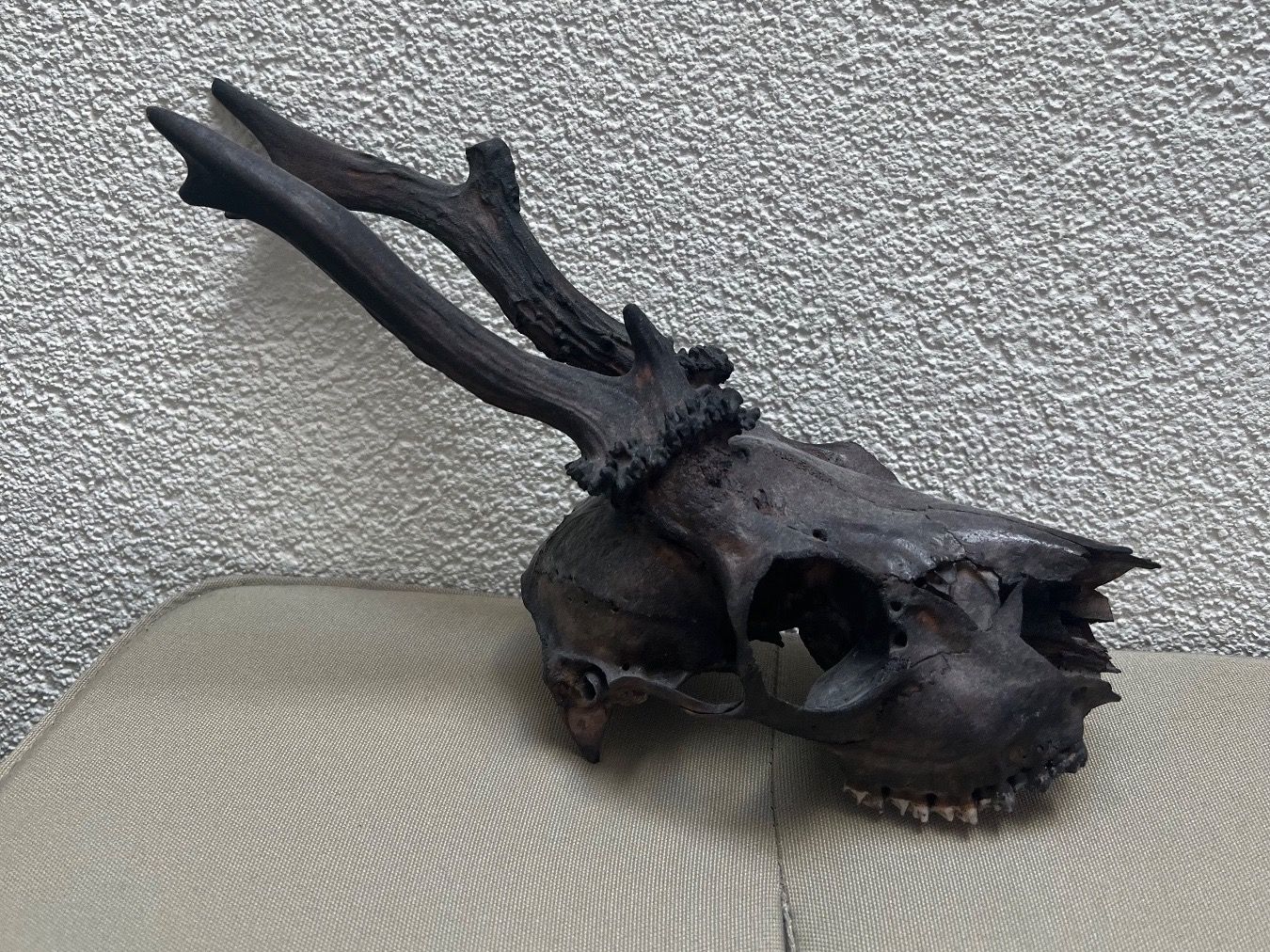 Statuette: Rehbock-Schädel – Usato da Bäretswil venduto da clothes-freak 2