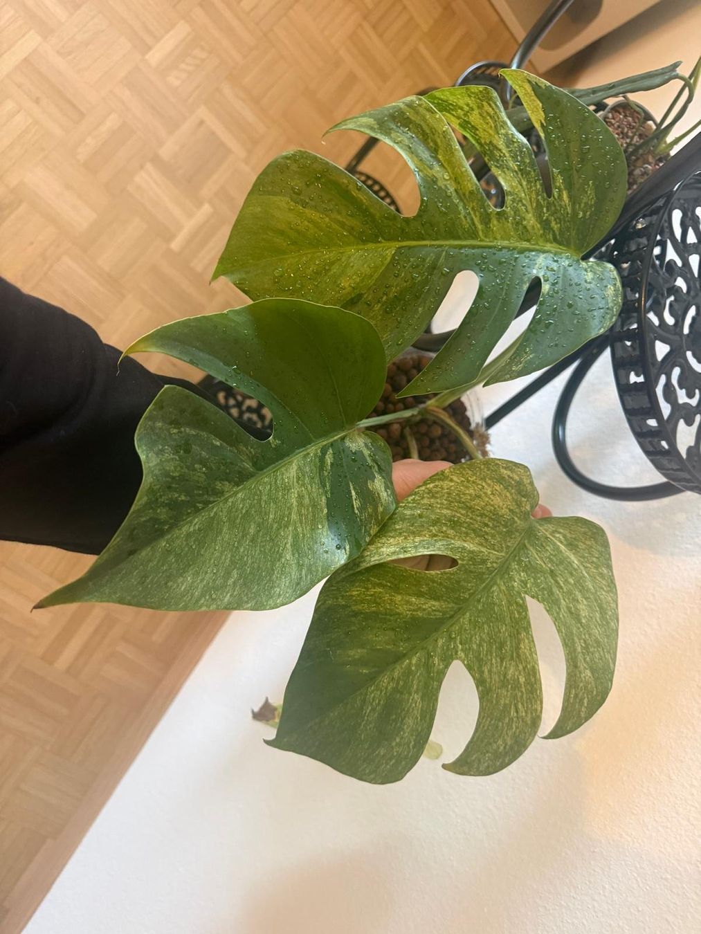 Pflanzen & Samen: Monstera Mint – Gebraucht aus Lausanne von kta_tss7