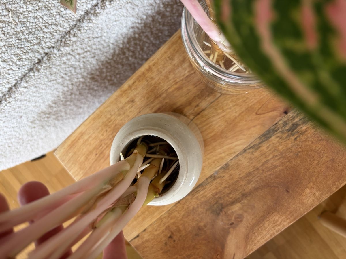 Pflanzen & Samen: Aglaonema Coco Melon Stecklinge mit Wurzeln – Gebraucht aus Baar von annasorbian 3