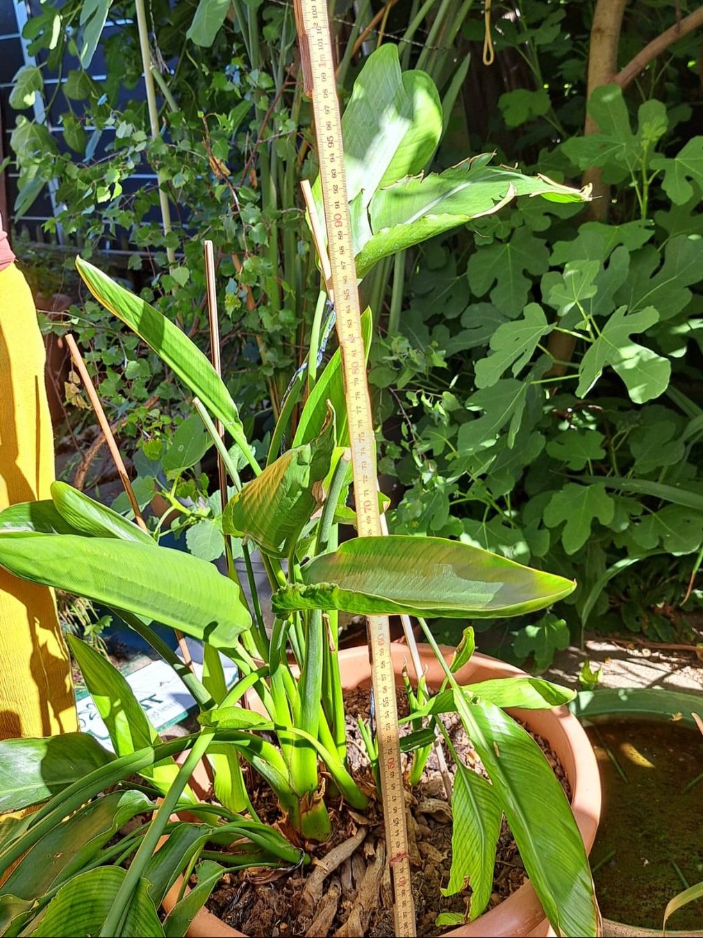 Piante & sementi: Strelitzia - Paradiesvogelblume – Usato da Oberentfelden venduto da Myri13 3