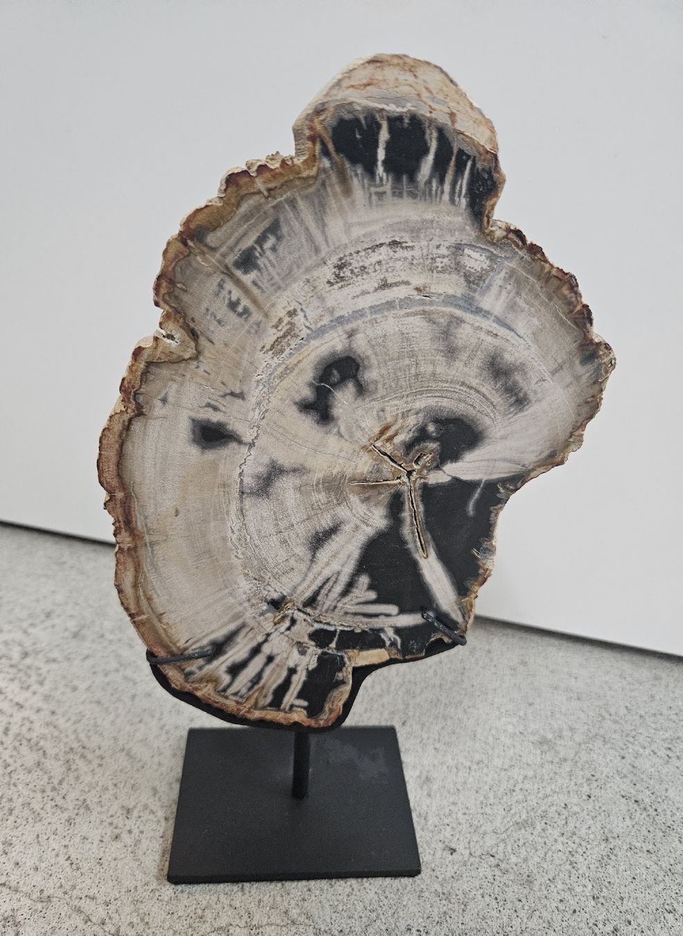 Fossiles: Versteinertes Holz auf Ständer – D'occasion à Ottikon b.Kemptthal par Jigsaw1 2