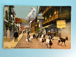 Zermatt - Heimkehr der Ziegen - belebt - vor 1911