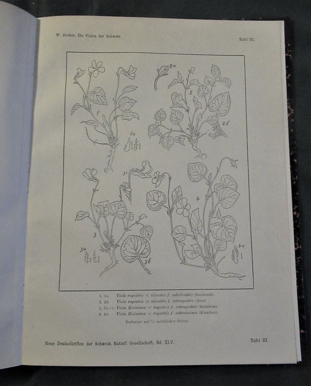 Libri: Violen Veilchen Botanik Gartenpflanzen – Usato da Hedingen venduto da Protechnica 3