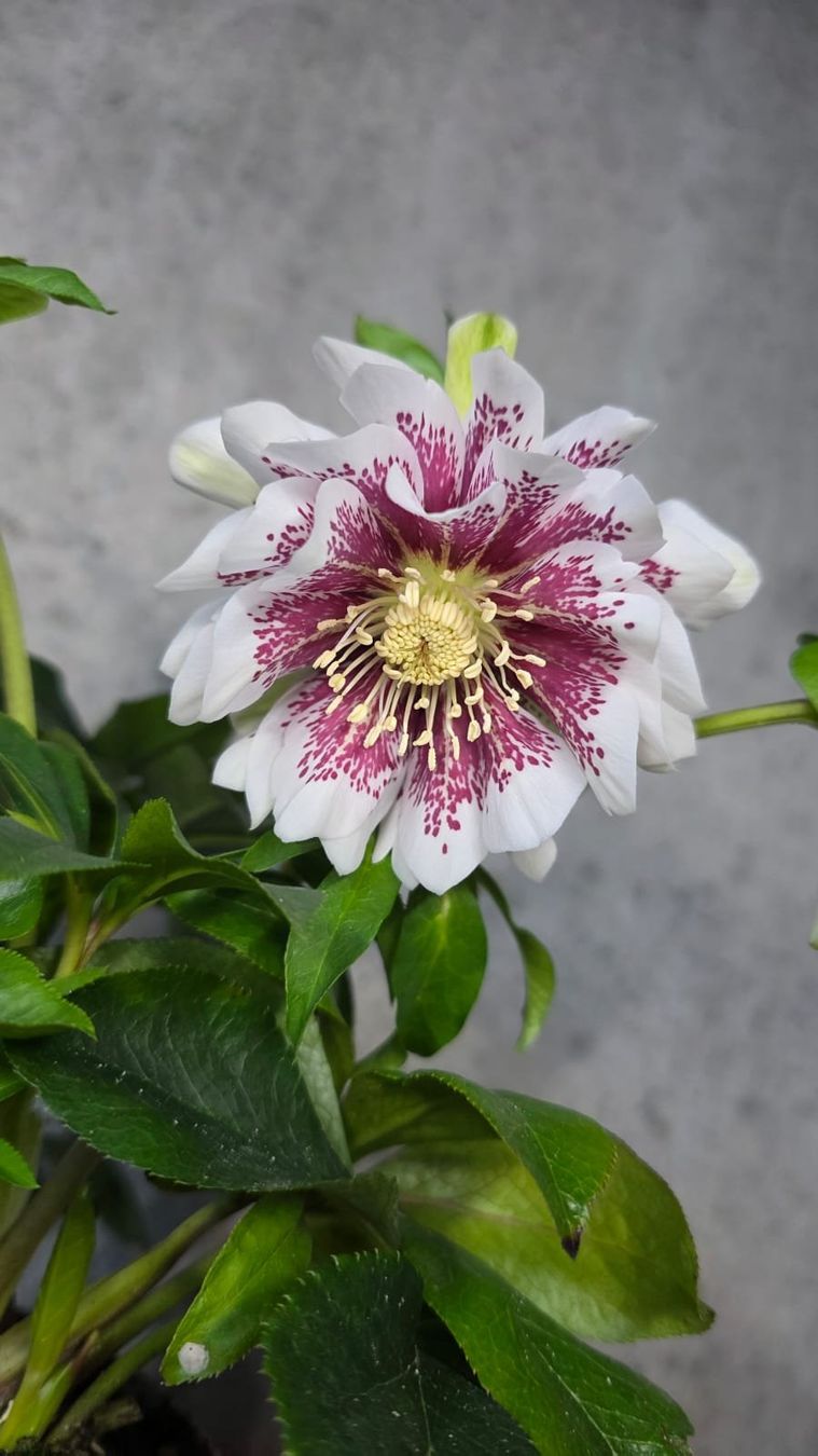 Piante & sementi: Lenzrose 'Molly' – Usato da St.Erhard venduto da Plumilandschweiz