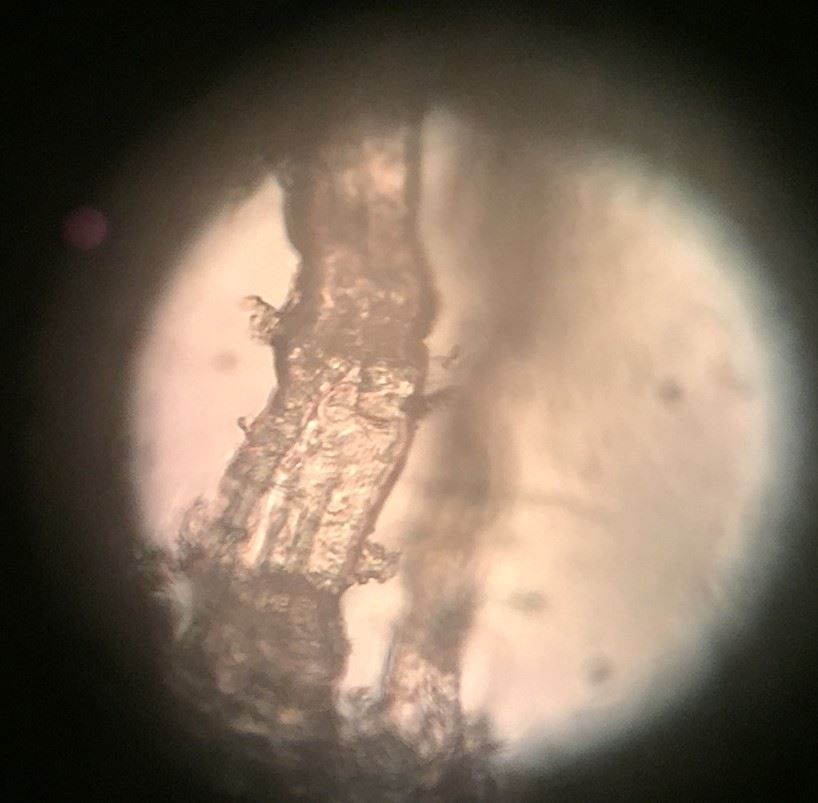 Zeiss Mikroskopie: Zeiss Phasenkontrast Mikroskop ID 03 – Gebraucht aus Niederdorf von LeptonAG_Labor 7