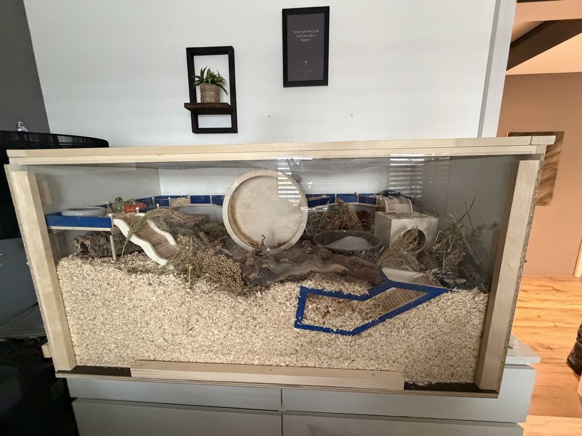 Terrario: Terrarium 120x60x60 – Nuovo (secondo la descrizione) da Laupen BE venduto da tan_w6jh