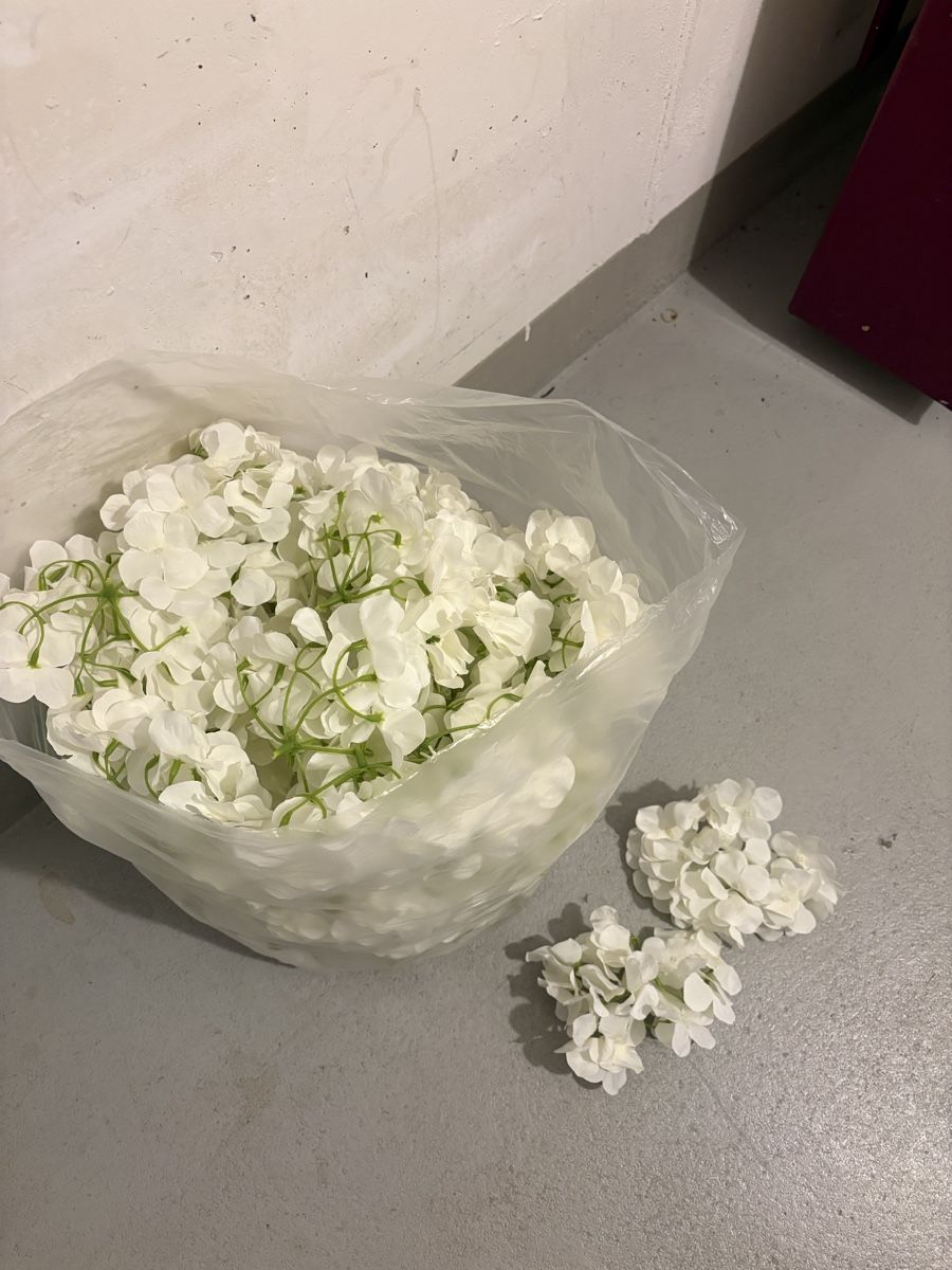 Pflanzen & Samen: Hortensien – Gebraucht aus kreuzlingen von ilenia.uensal 1